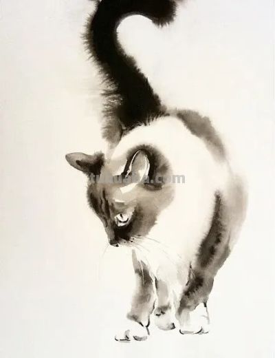 澳大利亚Soo Beng Lim（苏邦林）的猫 - 图画吧TUHUABA