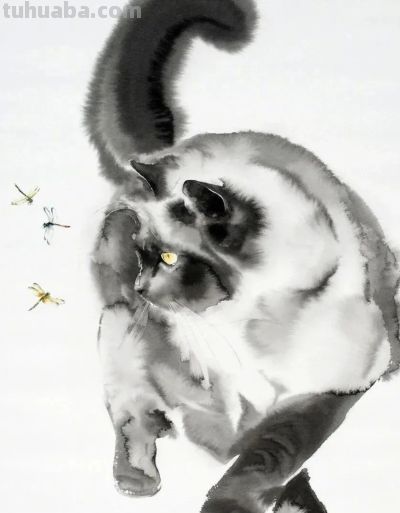 澳大利亚Soo Beng Lim（苏邦林）的猫 - 图画吧TUHUABA