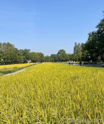 张传禄：素描北京海淀 - 图画吧TUHUABA