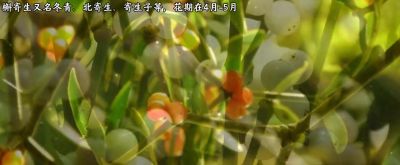 “槲寄生的花语是幸福、希望与坚韧不拔的守望。” - 今日头条