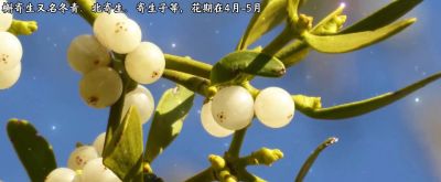 “槲寄生的花语是幸福、希望与坚韧不拔的守望。” - 图画吧TUHUABA