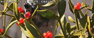 “槲寄生的花语是幸福、希望与坚韧不拔的守望。” - 图画吧TUHUABA