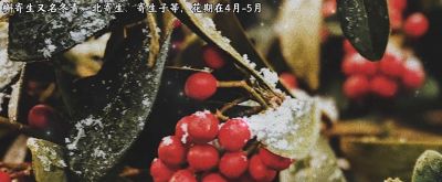 “槲寄生的花语是幸福、希望与坚韧不拔的守望。” - 图画吧TUHUABA