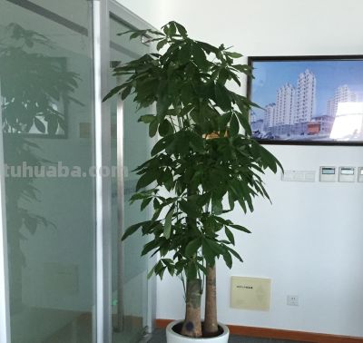 发财树 3 个 “害怕事”,养对不黄叶不枯枝,枝叶繁茂旺家里 - 今日头条 发财树 3 个 “害怕事”,养对不黄叶不枯枝,枝叶繁茂旺家里 - 图画吧TUHUABA