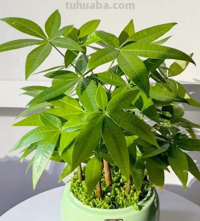 发财树总黄叶掉叶?原来是光照搞错了 - 今日头条 发财树总黄叶掉叶?原来是光照搞错了 - 图画吧TUHUABA