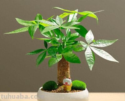 发财树总黄叶掉叶？原来是光照搞错了 - 今日头条