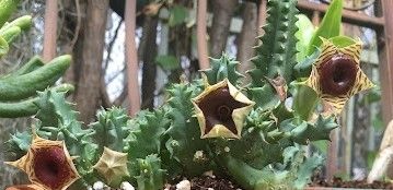 多肉植物（萝藦科） - 图画吧TUHUABA