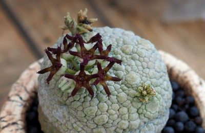 多肉植物（萝藦科） - 图画吧TUHUABA
