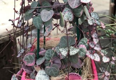 多肉植物（萝藦科） - 图画吧TUHUABA
