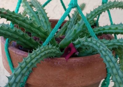 多肉植物（萝藦科） - 图画吧TUHUABA