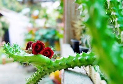 多肉植物（萝藦科） - 图画吧TUHUABA