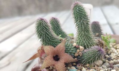 多肉植物（萝藦科） - 图画吧TUHUABA