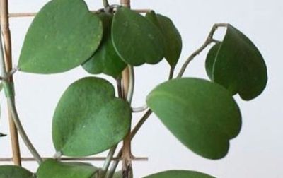 多肉植物（萝藦科） - 图画吧TUHUABA