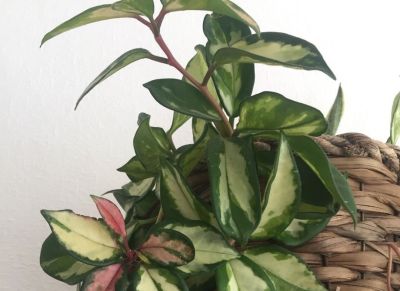 多肉植物（萝藦科） - 图画吧TUHUABA