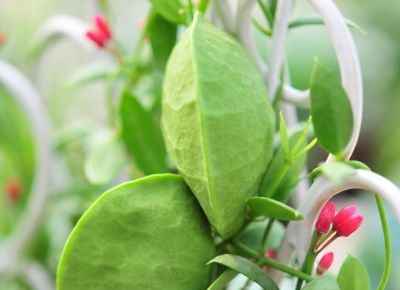 多肉植物（萝藦科） - 图画吧TUHUABA