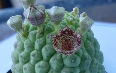 多肉植物（萝藦科） - 图画吧TUHUABA