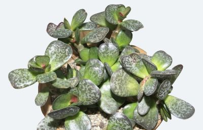 多肉植物（萝藦科） - 图画吧TUHUABA