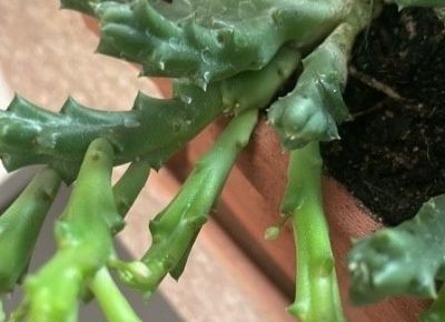 多肉植物（萝藦科） - 图画吧TUHUABA