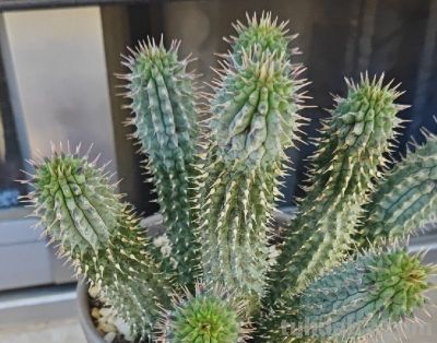多肉植物（萝藦科） - 图画吧TUHUABA