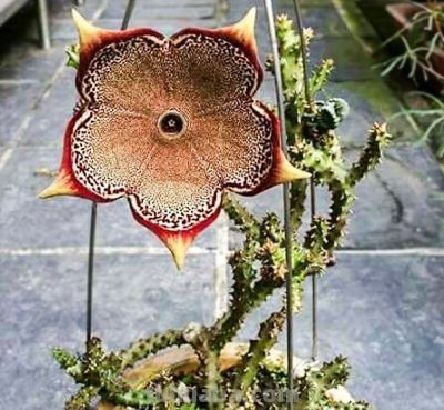 多肉植物（萝藦科） - 图画吧TUHUABA
