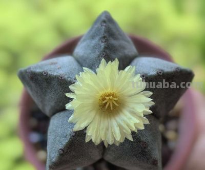 多肉植物（仙人掌科） - 图画吧TUHUABA