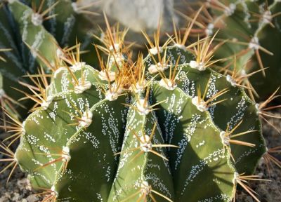 多肉植物（仙人掌科） - 图画吧TUHUABA