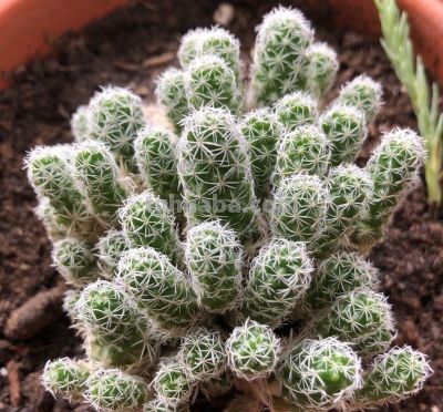 多肉植物（仙人掌科） - 图画吧TUHUABA