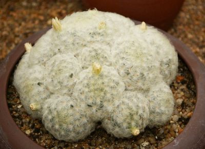 多肉植物（仙人掌科） - 图画吧TUHUABA