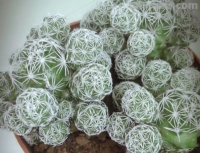 多肉植物（仙人掌科） - 图画吧TUHUABA