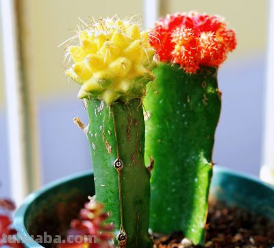 多肉植物（仙人掌科） - 图画吧TUHUABA