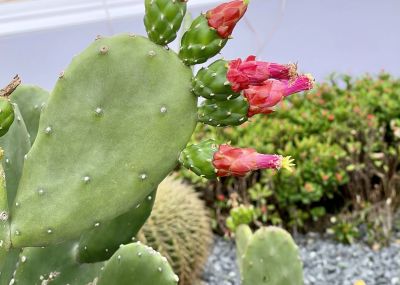 多肉植物（仙人掌科） - 图画吧TUHUABA