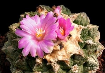 多肉植物（仙人掌科） - 图画吧TUHUABA