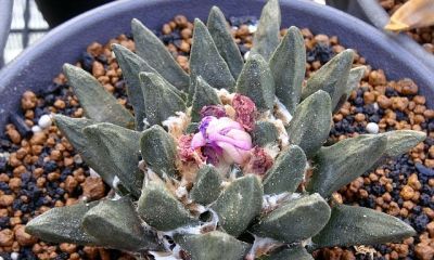 多肉植物（仙人掌科） - 图画吧TUHUABA