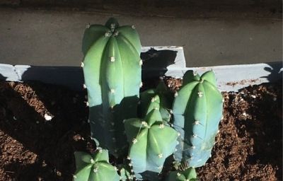 多肉植物（仙人掌科） - 图画吧TUHUABA