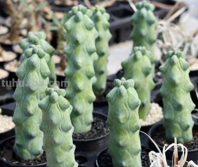 多肉植物（仙人掌科） - 图画吧TUHUABA