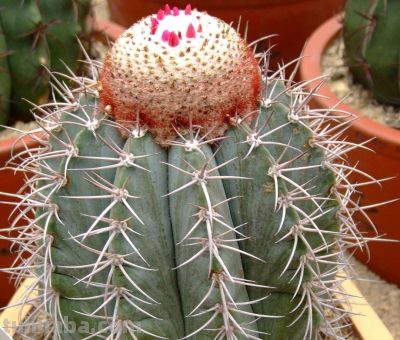 多肉植物（仙人掌科） - 图画吧TUHUABA