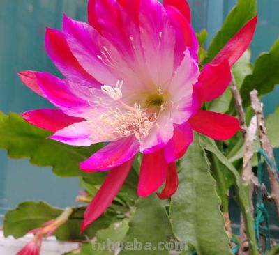 多肉植物（仙人掌科） - 图画吧TUHUABA