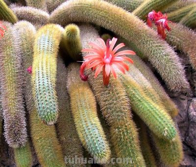 多肉植物（仙人掌科） - 图画吧TUHUABA