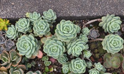 春天来看看那些绿油油的多肉吧，广东这个季节，健康就已经是最美 - 图画吧TUHUABA