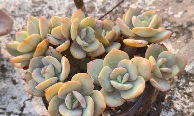 春天来看看那些绿油油的多肉吧，广东这个季节，健康就已经是最美 - 图画吧TUHUABA