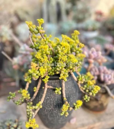 你能相信吗？ 这竟然是多肉的花！太别致了。 - 图画吧TUHUABA