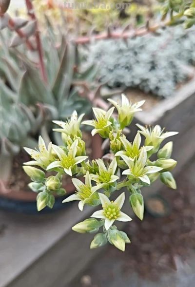 你能相信吗？ 这竟然是多肉的花！太别致了。 - 图画吧TUHUABA
