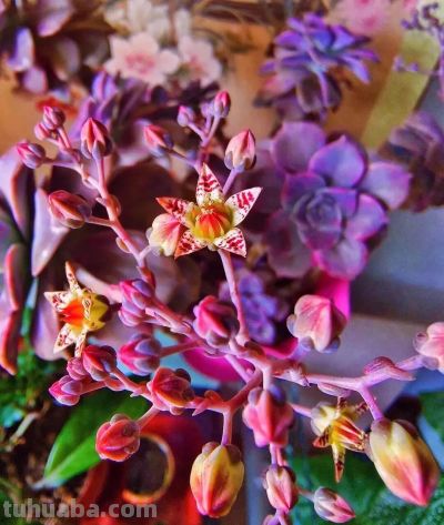 你能相信吗？ 这竟然是多肉的花！太别致了。 - 图画吧TUHUABA
