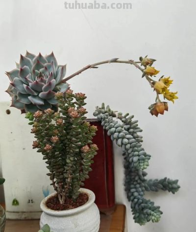 你能相信吗？ 这竟然是多肉的花！太别致了。 - 图画吧TUHUABA