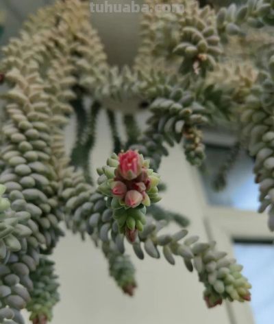 你能相信吗？ 这竟然是多肉的花！太别致了。 - 图画吧TUHUABA