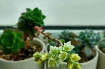 你能相信吗？ 这竟然是多肉的花！太别致了。 - 图画吧TUHUABA