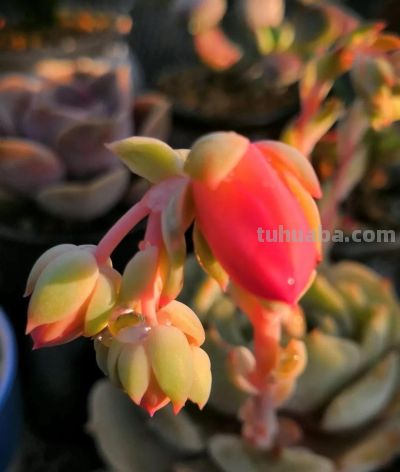 你能相信吗？ 这竟然是多肉的花！太别致了。 - 图画吧TUHUABA