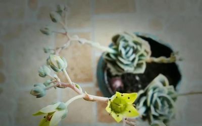 你能相信吗？ 这竟然是多肉的花！太别致了。 - 图画吧TUHUABA