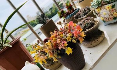 你能相信吗？ 这竟然是多肉的花！太别致了。 - 图画吧TUHUABA