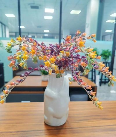 你能相信吗？ 这竟然是多肉的花！太别致了。 - 图画吧TUHUABA